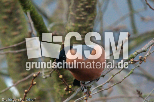 Gimpel (31 von 40).jpg